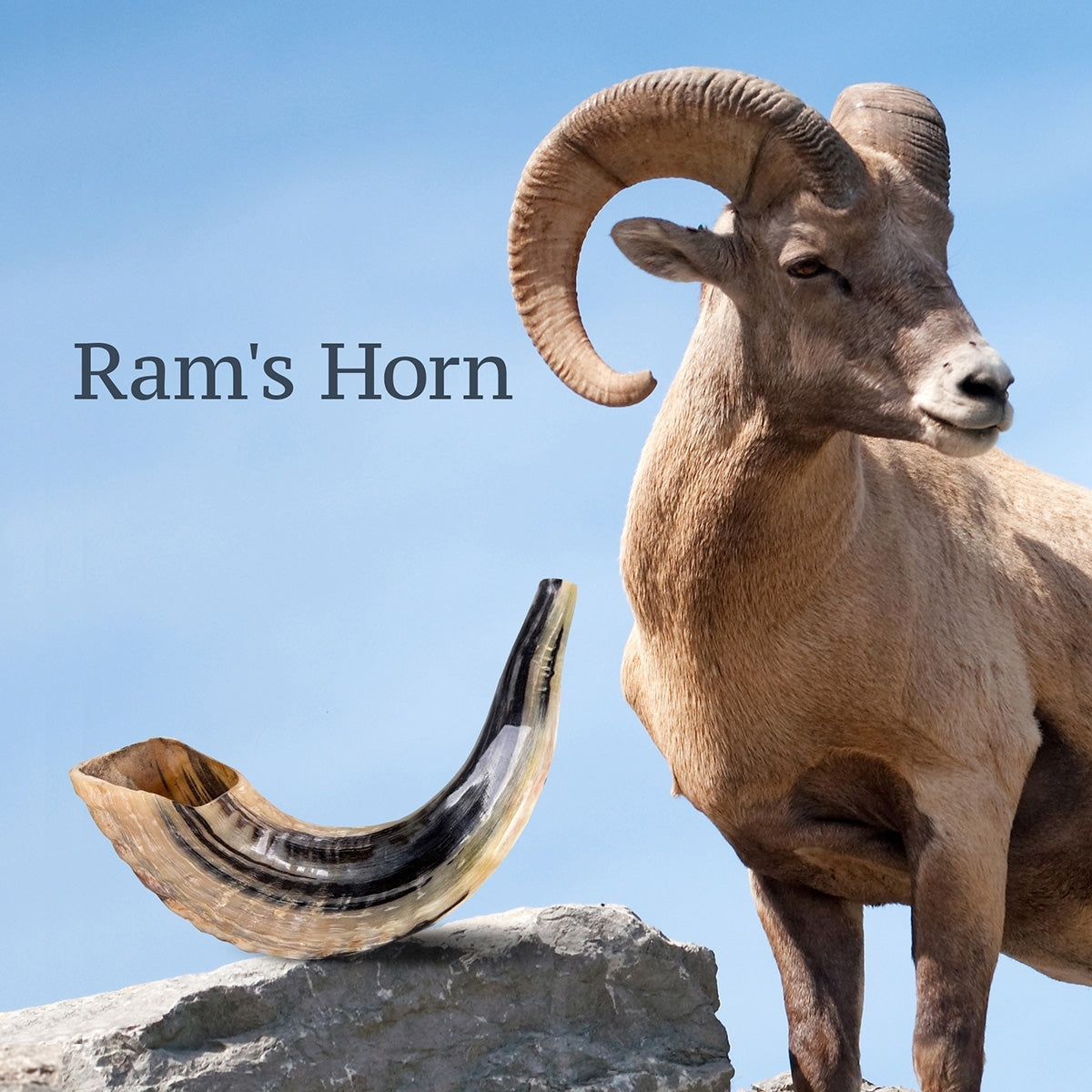 Israeli Shofar