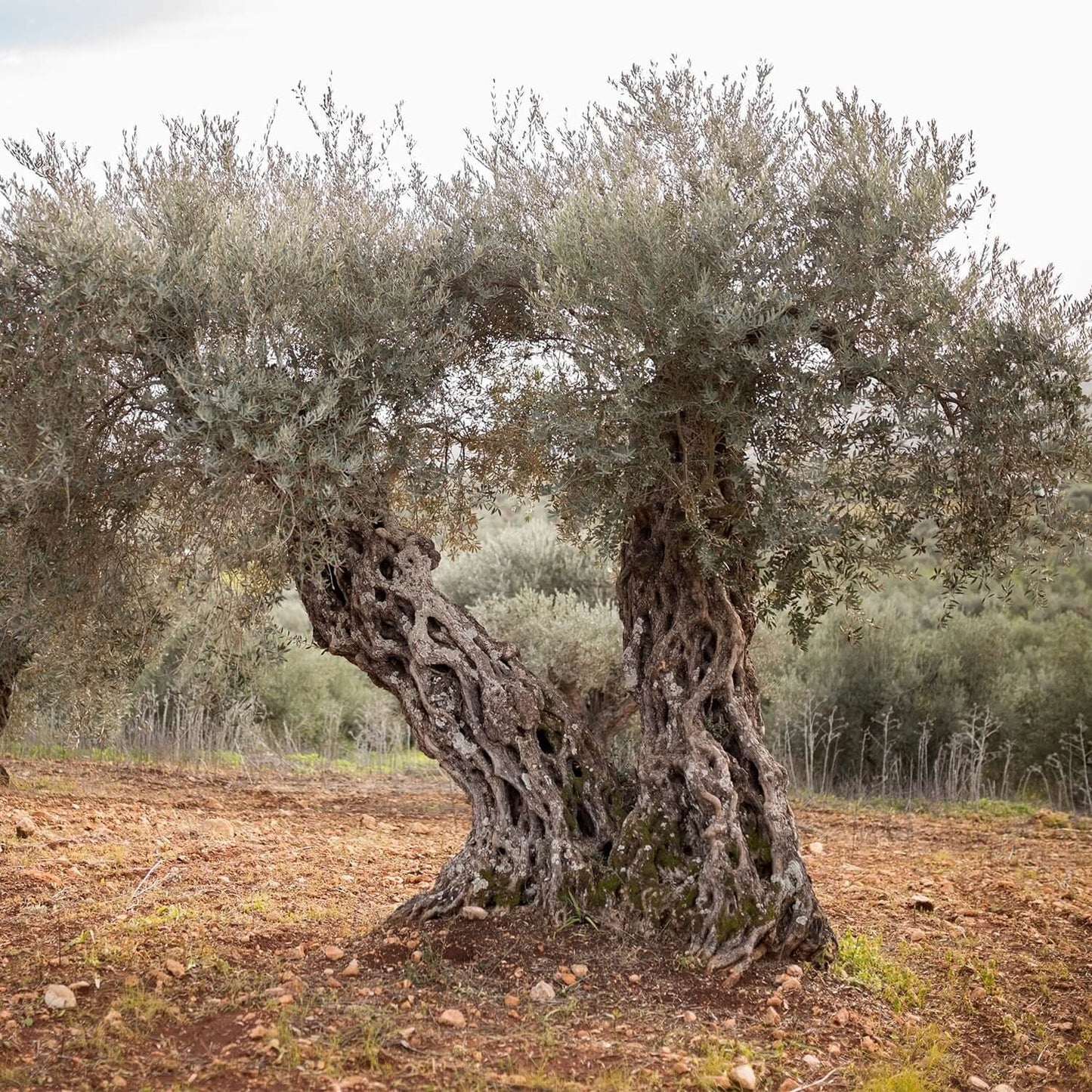Olive Wood Hand-Carved Nativity Set