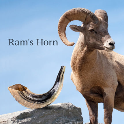 Israeli Shofar