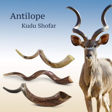 Israeli Shofar - Medium Size 24"-26"