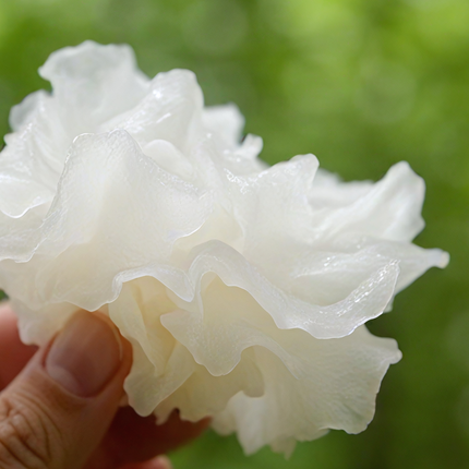 Tremella Mushroom Serum - All Natural Hyaluronic Acid Alternative